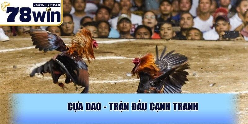 Đá Gà 78WIN - Mang tới chất lượng phát sóng sắc nét 2 Cựa dao - Trận đấu cạnh tranh