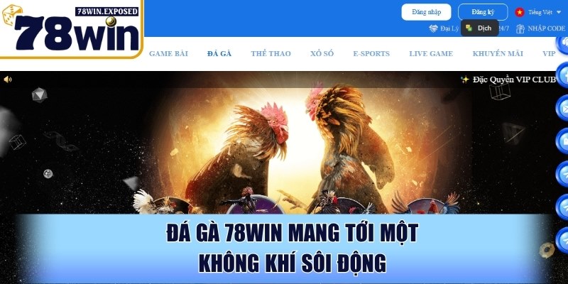 Đá Gà 78WIN - Mang tới chất lượng phát sóng sắc nét 1 Đá gà 78WIN mang tới một không khí sôi động