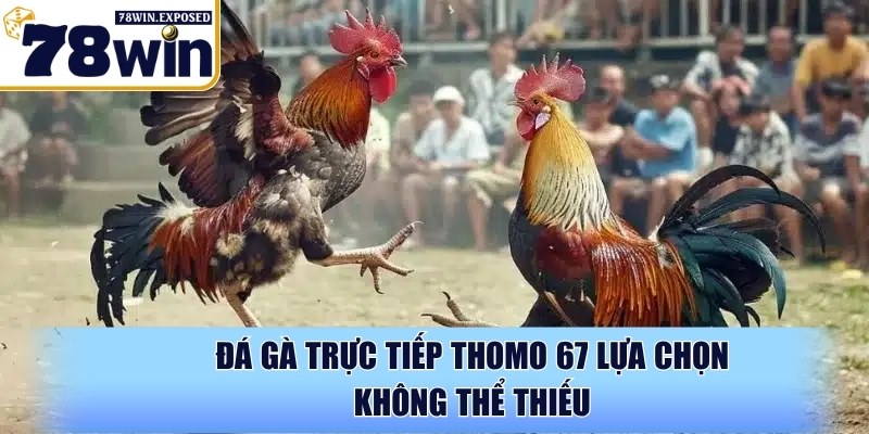 Đá gà trực tiếp Thomo 67 - Cực đỉnh cùng đấu trường 78WIN 2 Đá gà trực tiếp Thomo 67 lựa chọn không thể thiếu
