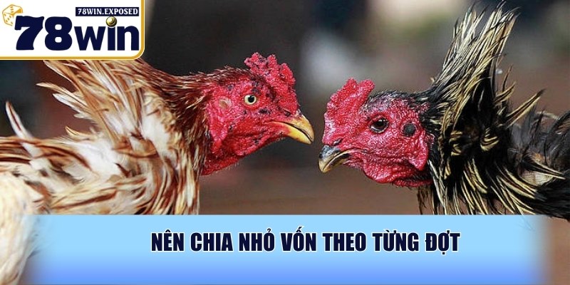 Đá gà trực tiếp Thomo 67 - Cực đỉnh cùng đấu trường 78WIN 4 Nên chia nhỏ vốn theo từng đợt