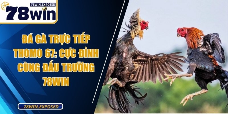 da ga truc tiep thomo 67