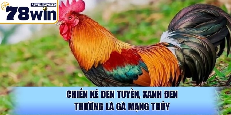 Màu mạng gà đá là gì? Cách chọn chuẩn xác từ chuyên gia 3 Chiến kê đen tuyền, xanh đen thường là gà mạng Thủy
