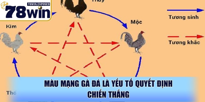 Màu mạng gà đá là gì? Cách chọn chuẩn xác từ chuyên gia 2 Màu mạng gà đá là yếu tố quyết định chiến thắng