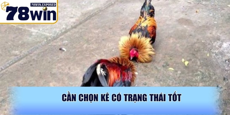 Xem ngày đá gà 78WIN chuẩn xác để nâng cao tỉ lệ chiến thắng 4 Cần chọn kê có trạng thái tốt